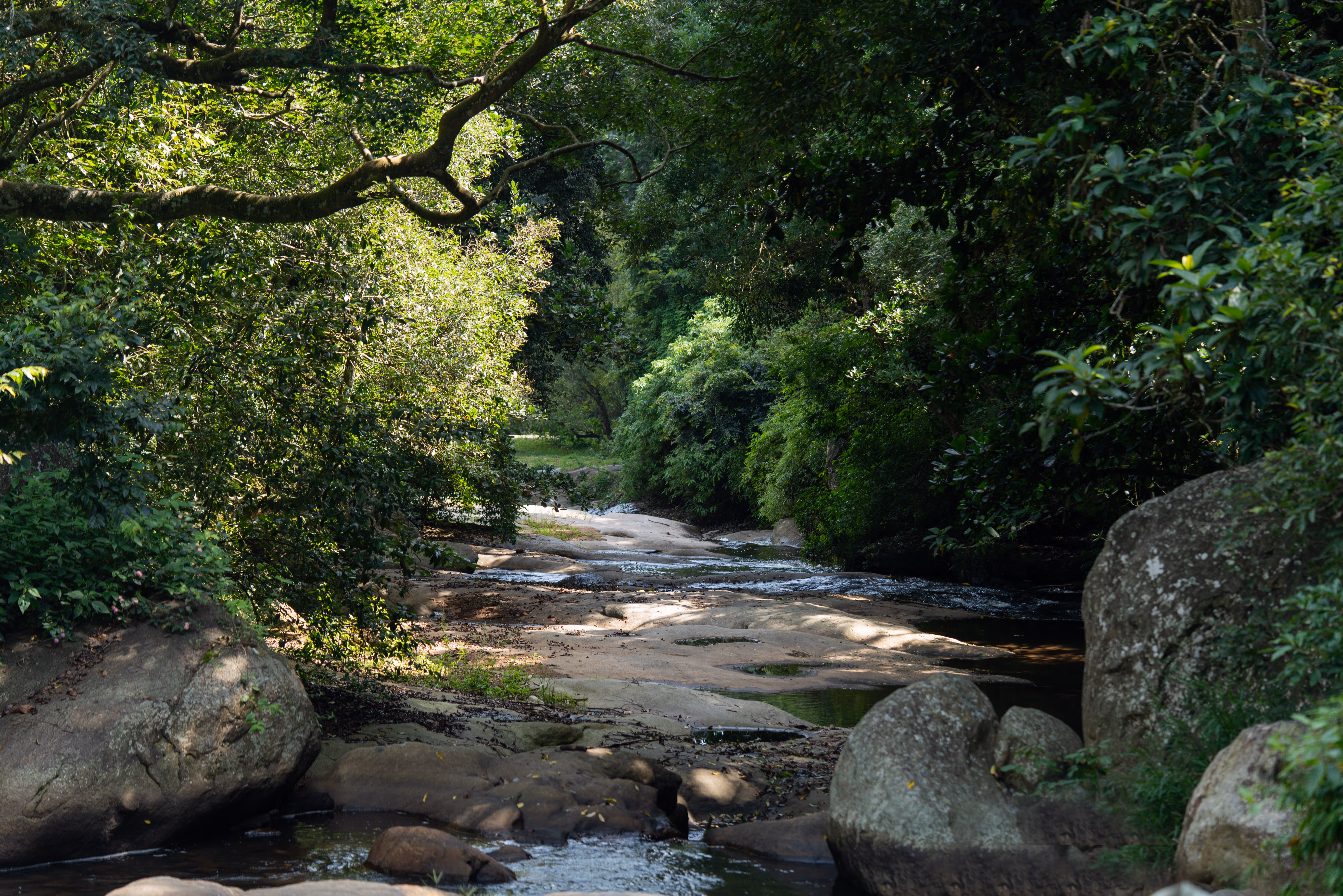 Nandanvan Estate ~ A Serene Coffee Plantation Retreat near Kodaikanal — photograph 38