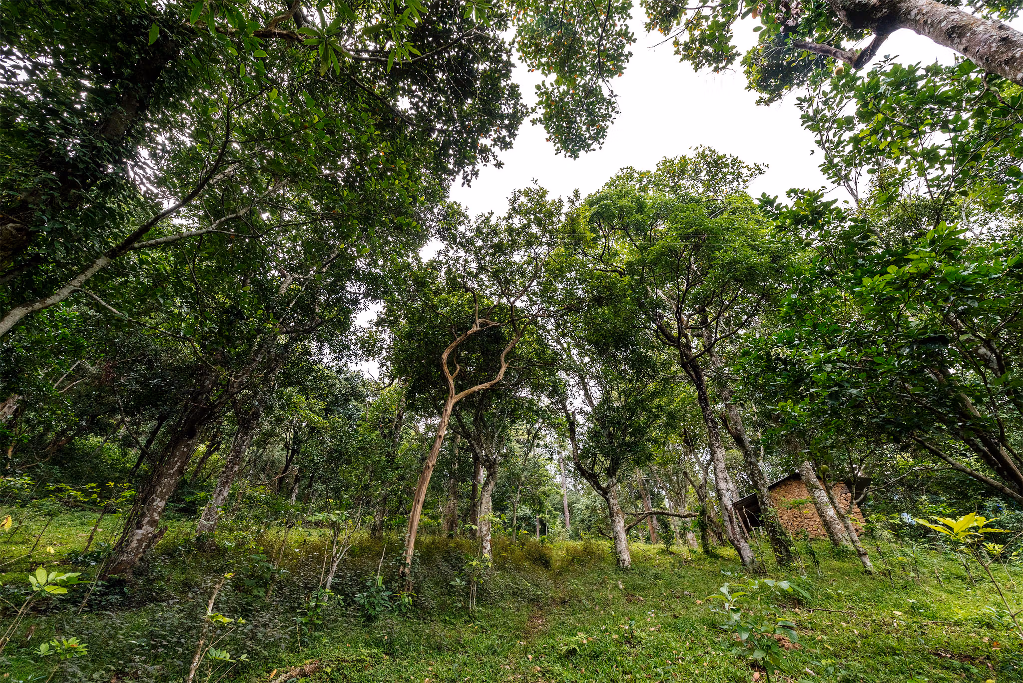 Nandanvan Estate ~ A Serene Coffee Plantation Retreat near Kodaikanal — photograph 40